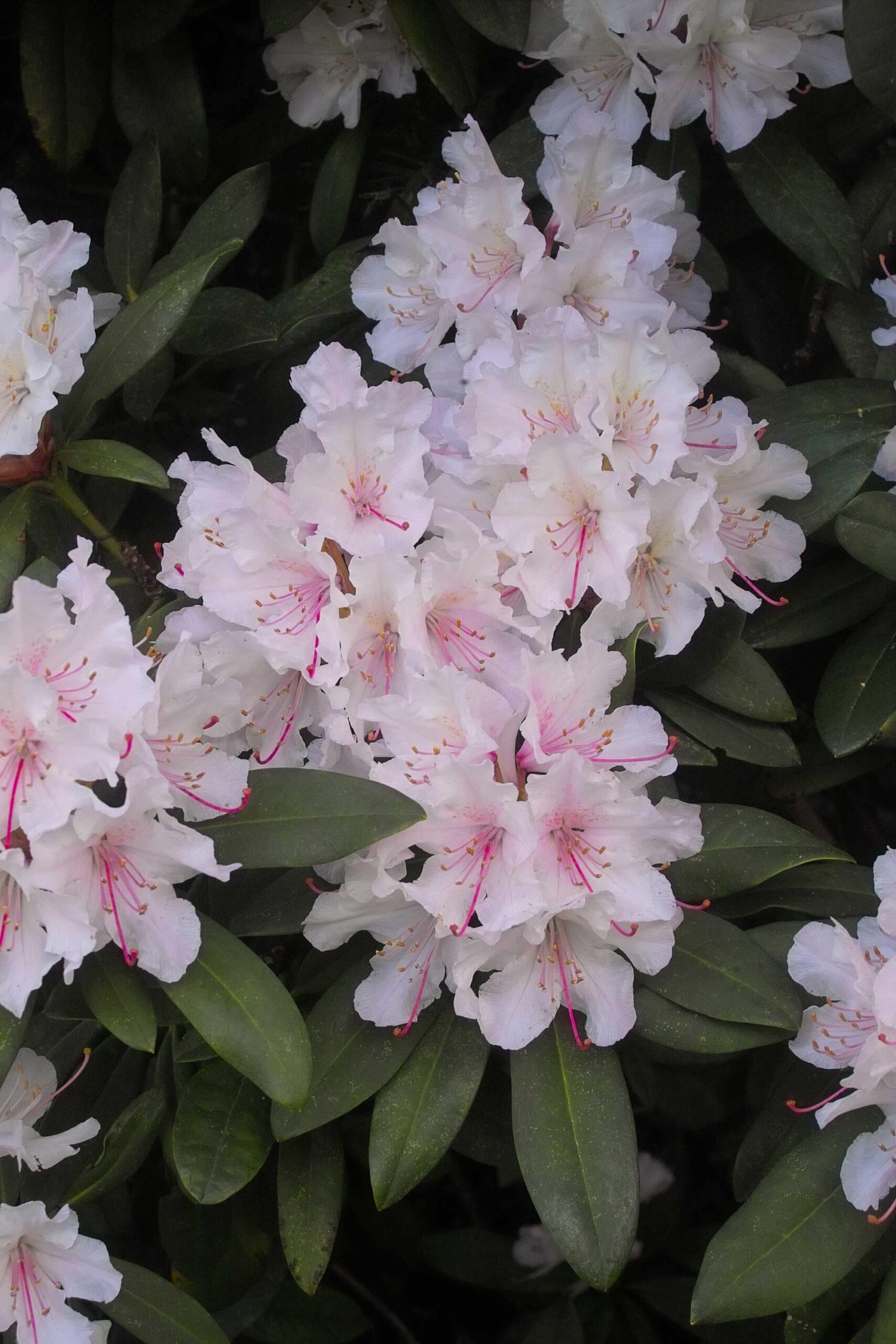 bemesten rododendrons