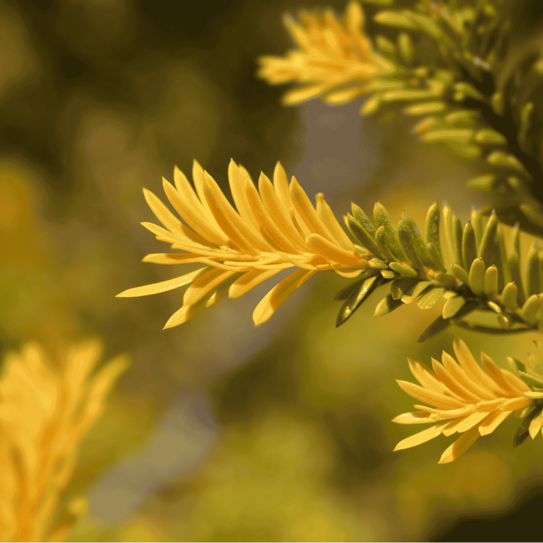 bemesten taxus