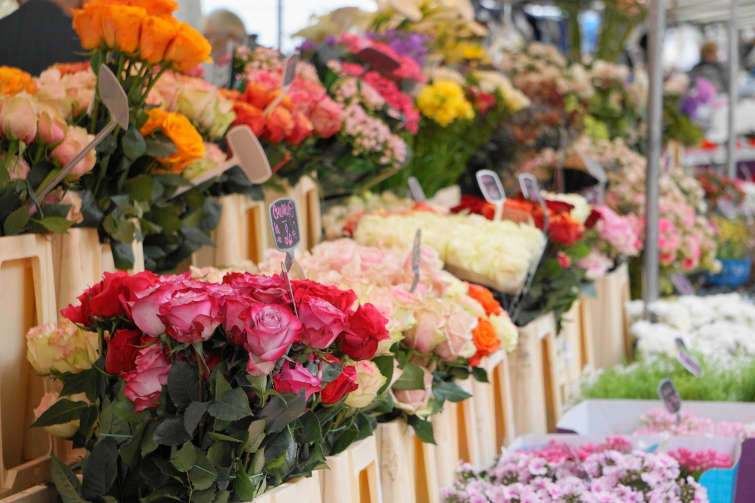 populaire snijbloemen
