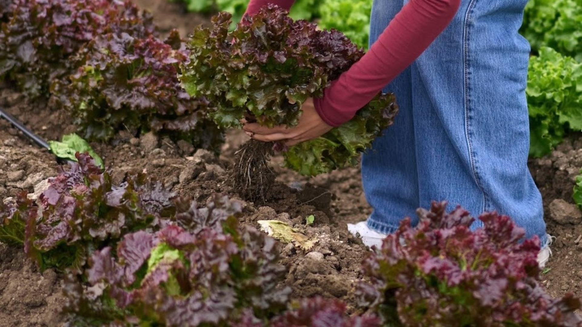 potgrond zonder turf