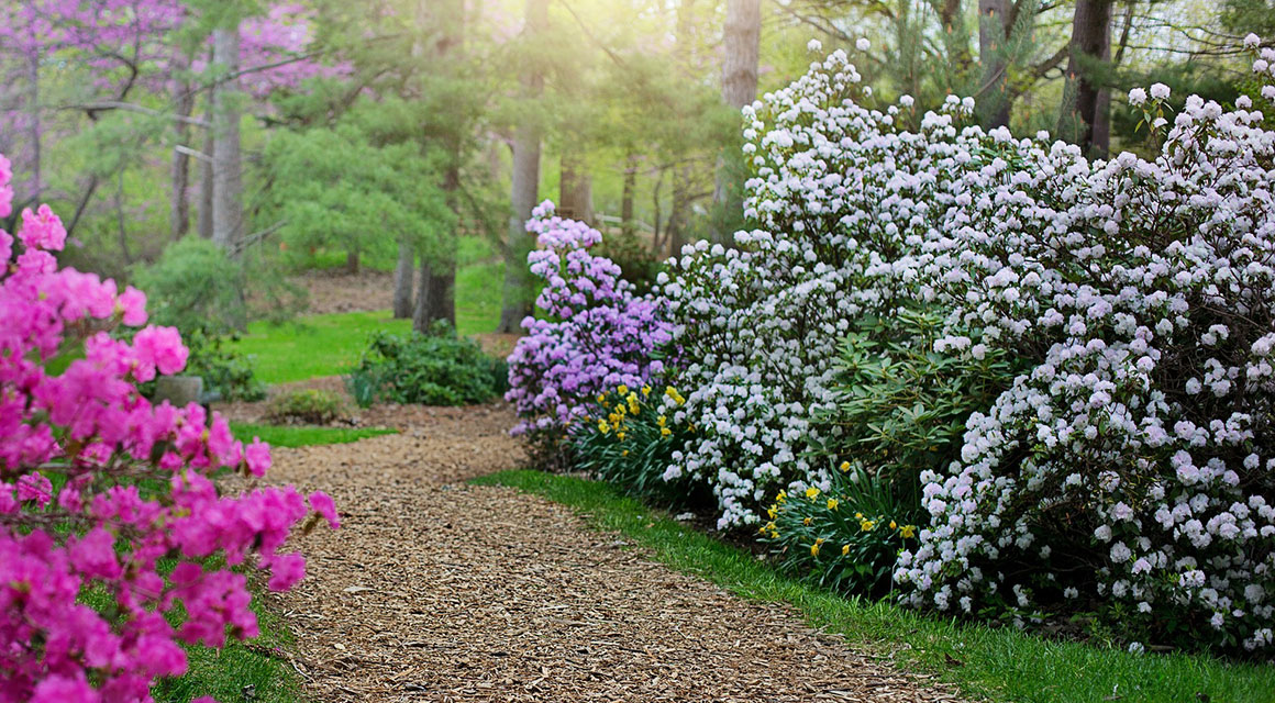 rhododendron bemesten
