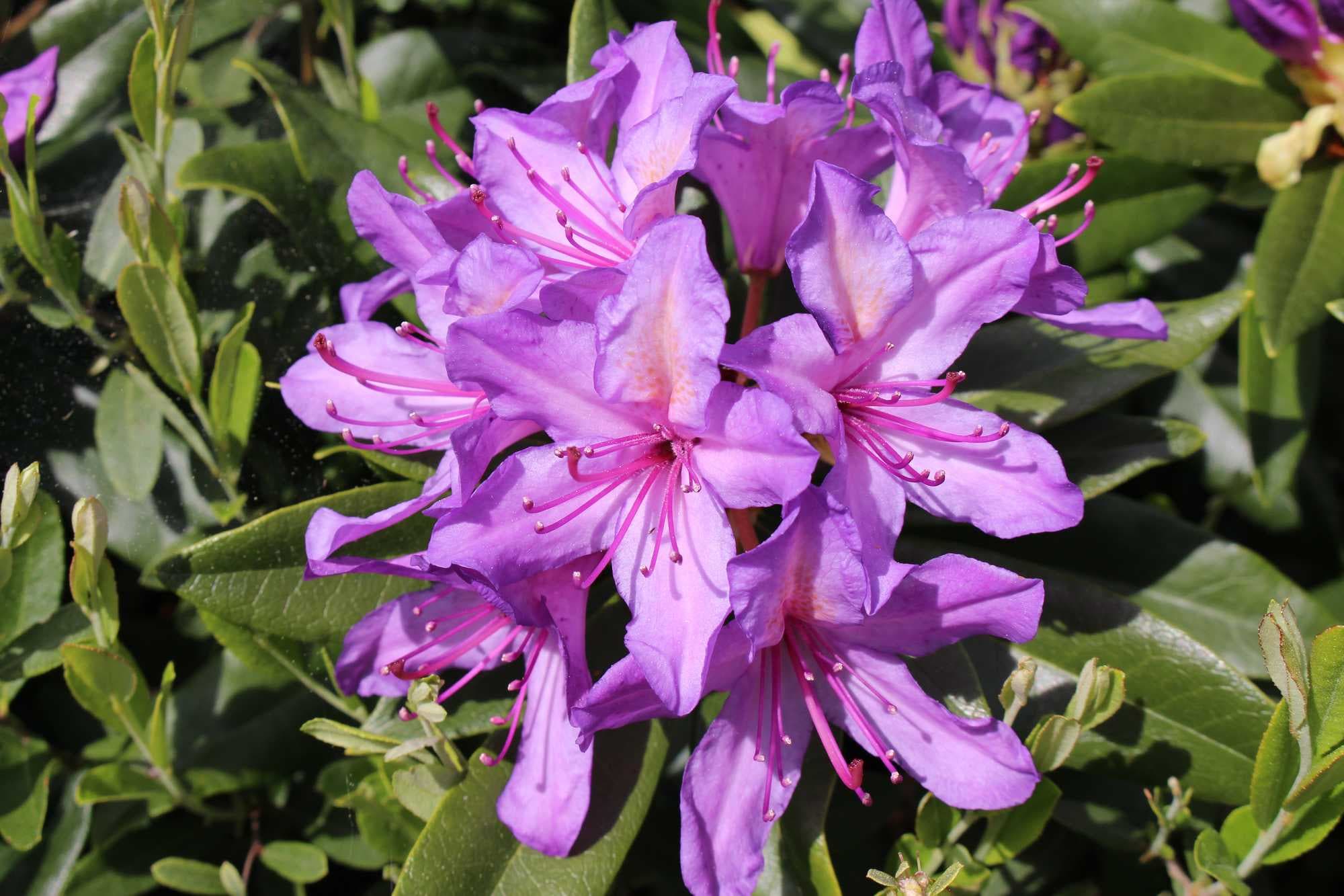 rhododendron bemesting