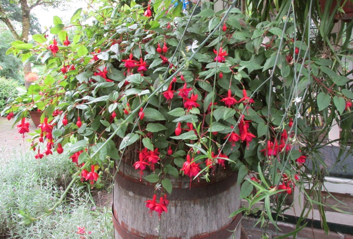 snoeien van winterharde fuchsia