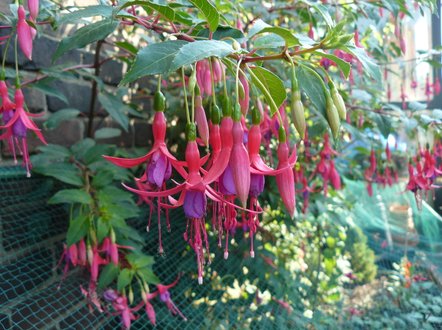 snoeien winterharde fuchsia
