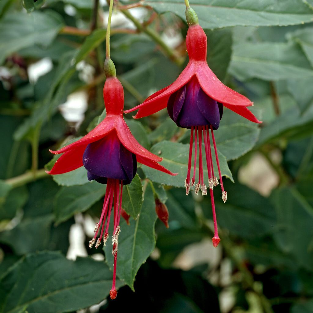 soorten fuchsia