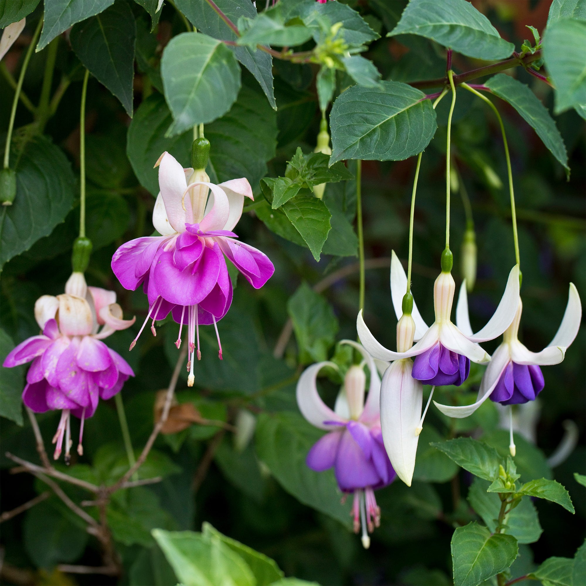 winterharde fuchsia kopen