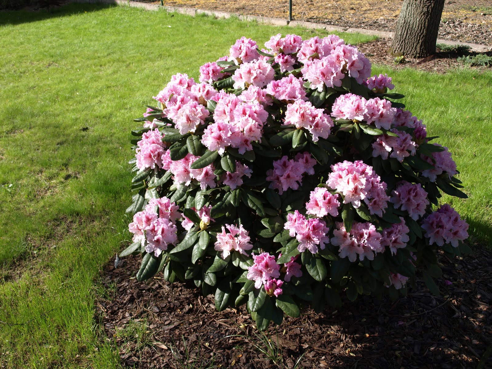 rhododendron meststof