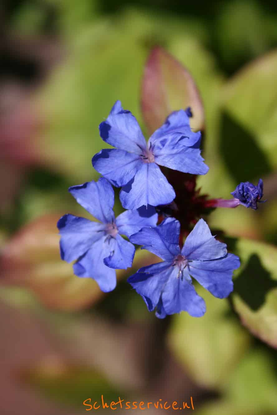 sierplant met blauwe bloemen 7 letters