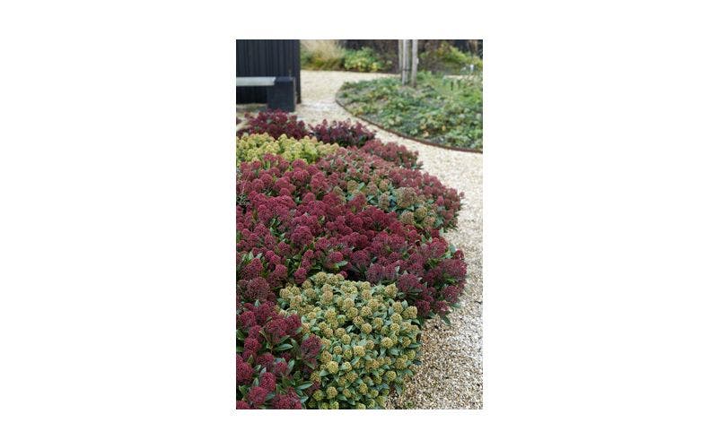 skimmia bemesten