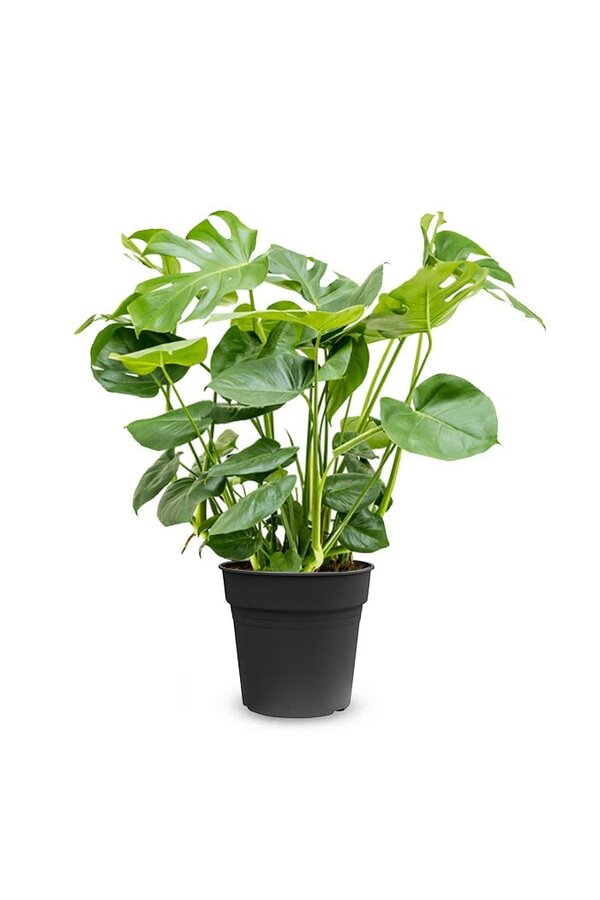 potgrond monstera