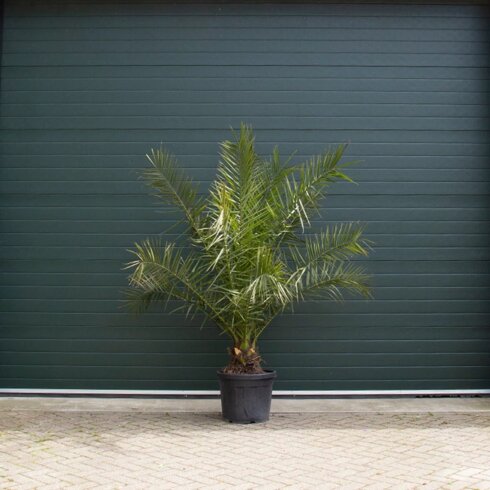 potgrond palmboom buiten