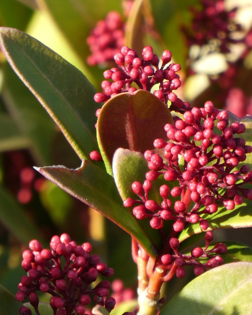 bemesten skimmia