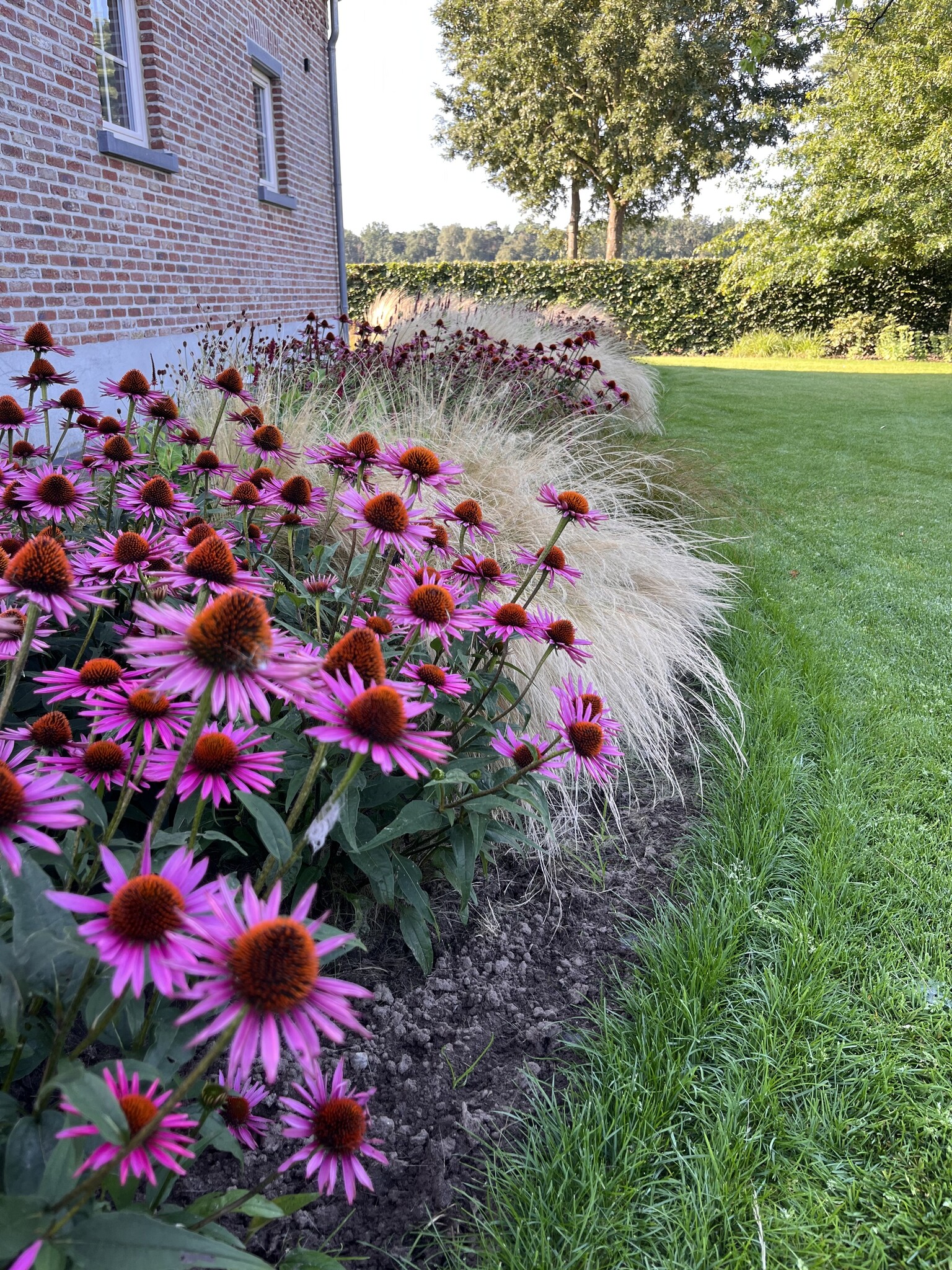 echinacea bemesten