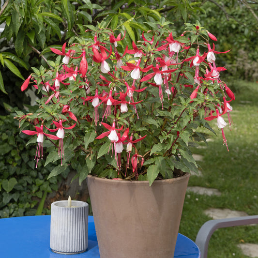blue sarah fuchsia
