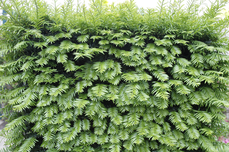 buxus bemesten met kalk