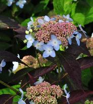 hortensia bemesten met koemest