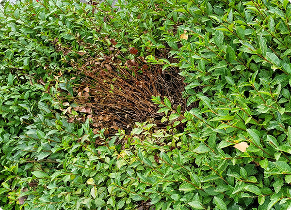 ligusterhaag bemesten